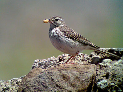 Phonescoped Berthelot's Pipit 2006 Fraser Simpson