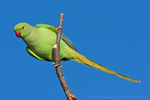 Ring-necked Parakeet  Fraser Simpson
