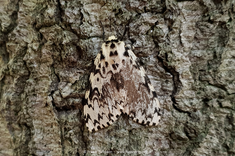 Black Arches (Lymantria monacha)  Fraser Simpson