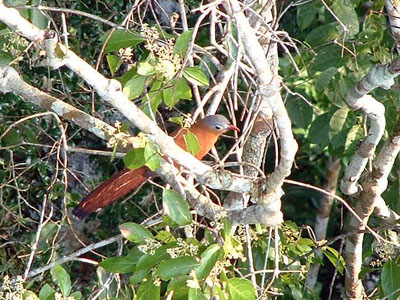 Black-bellied Cuckoo