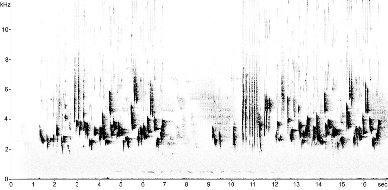 Sonogram of Backcap song