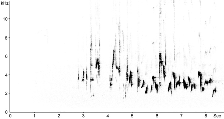 Sonogram of Backcap song