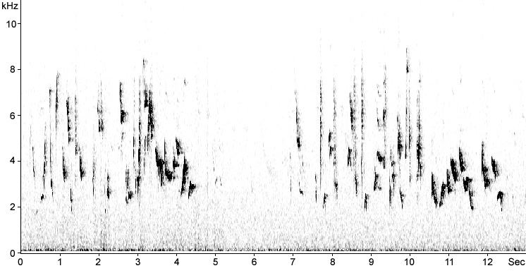 Sonogram of Blackcap song