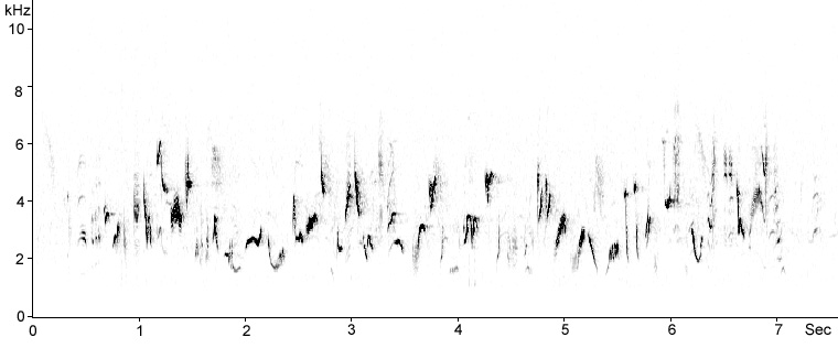 Sonogram of Blackcap song