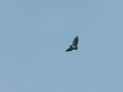 Black-chested Buzzard Eagle