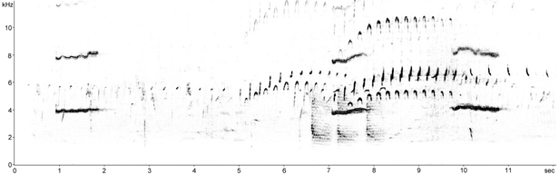 Sonogram of Black Guillemot call and song