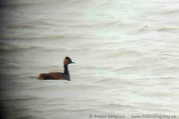  Black-necked Grebe (Podiceps nigricollis), Purfleet-on-Thames, Essex  Fraser Simpson