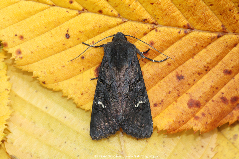Black Rustic (Aporophyla nigra)  Fraser Simpson