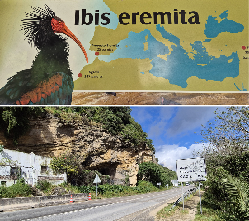 Northern Bald Ibis (Geronticus eremita) nesting colony, La Barca de Vejer, Andalucia, Spain, April 2026 � Fraser Simpson