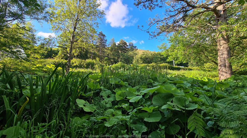 Overgrown pond at Blencathra Field Centre  Fraser Simpson 