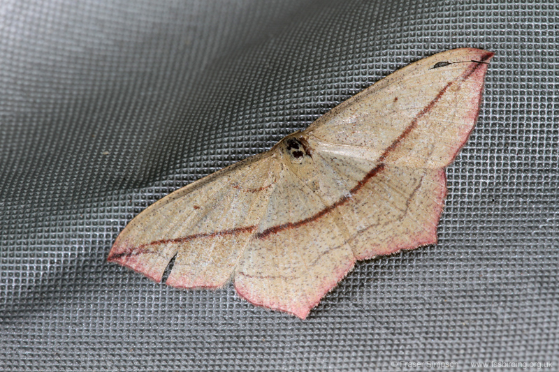 Blood-vein (Timandra comae)  Fraser Simpson