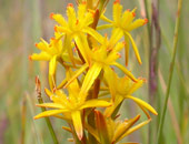 Bog Asphodel