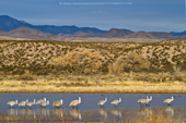 Sandhill Cranes, Bosque del Apache