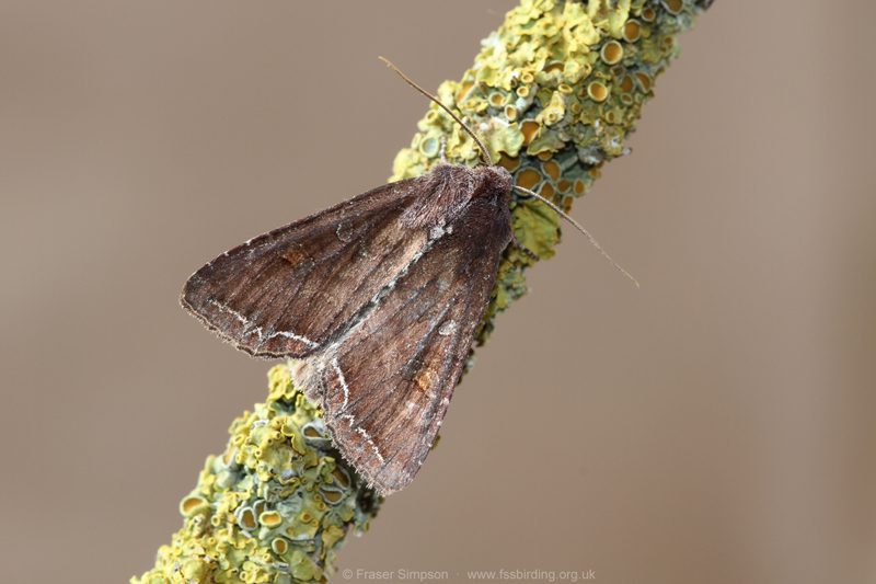 Bright-line Brown-eye (Lacanobia oleracea)  Fraser Simpson