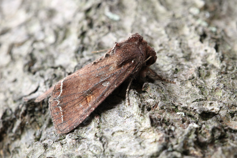 Bright-line Brown-eye (Lacanobia oleracea)  Fraser Simpson