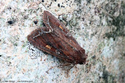 Bright-line Brown-eye (Lacanobia oleracea)  Fraser Simpson