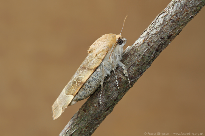 Broad-bordered Yellow Underwing (Noctua fimbriata)  Fraser Simpson
