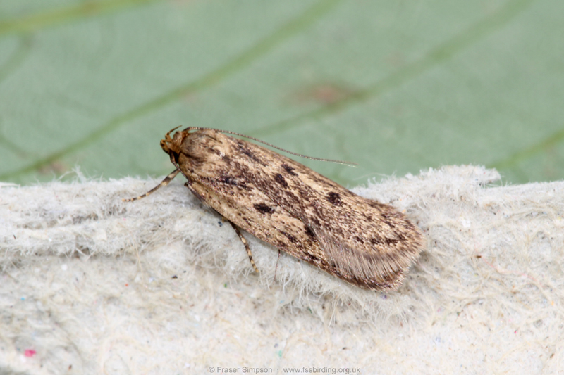 Brown House-moth (Hofmannophila pseudospretella)  Fraser Simpson
