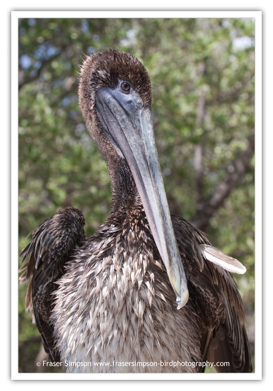 Brown Pelican  (Pelecanus occidentalis)  2010 Fraser Simpson