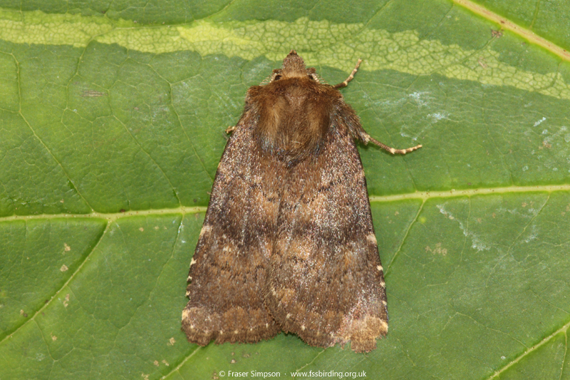 Brown Rustic (Rusina ferruginea) © Fraser Simpson