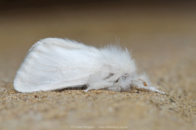 Brown-tail (Euproctis chrysorrhoea)  Fraser Simpson