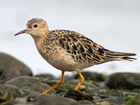 Buff-breasted Sandpiper