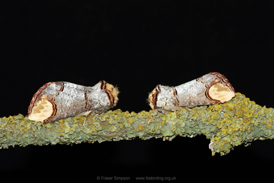 Buff-tip(Phalera bucephala)  Fraser Simpson