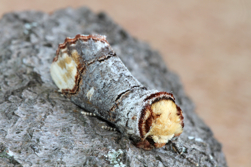 Buff-tip(Phalera bucephala)  Fraser Simpson