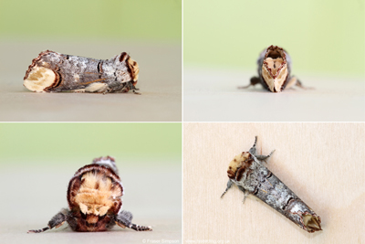 Buff-tip(Phalera bucephala)  Fraser Simpson