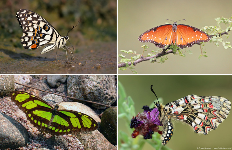 Butterfly Photographs © Fraser Simpson