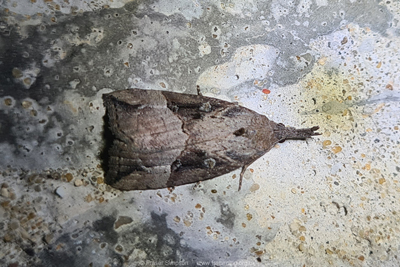 Buttoned Snout (Hypena rostralis) hibernating  Fraser Simpson