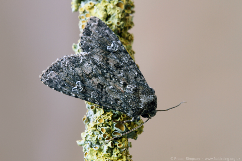 Cabbage Moth (Mamestra brassicae)  Fraser Simpson