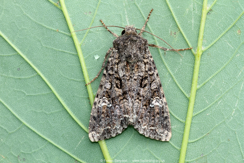 Cabbage Moth (Mamestra brassicae)  Fraser Simpson