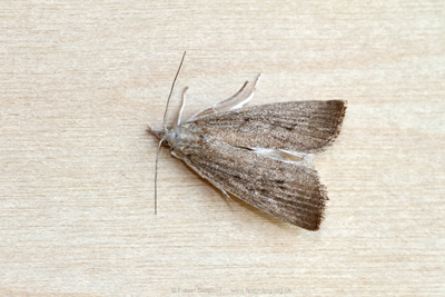 Bulrush Veneer (Calamotropha paludella)  Fraser Simpson