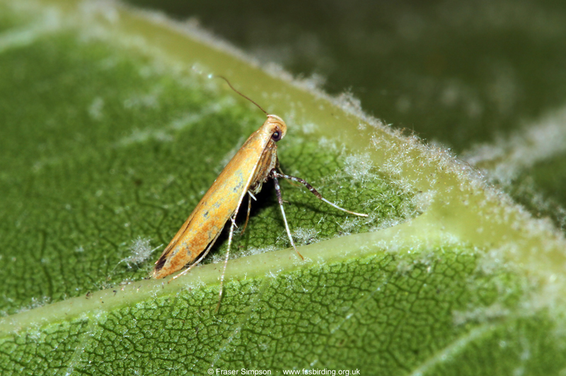 Small Red Slender (Caloptilia rufipennella)  Fraser Simpson
