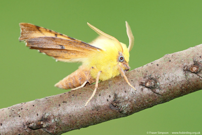 Canary-shouldered Thorn (Ennomos alniaria), Crosshouse, Ayrshire  Fraser Simpson