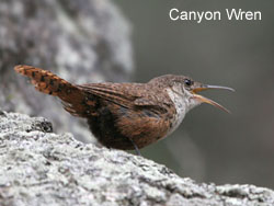 Canyon Wren  2006  F. S. Simpson