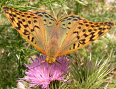 Cardinal Fritillary