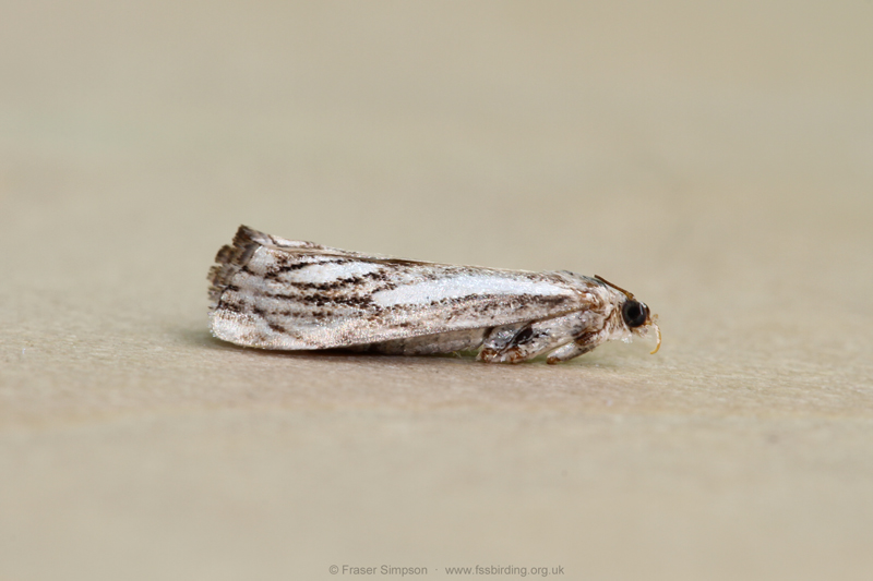 Chequered Grass-veneer (Catoptria falsella)  Fraser Simpson