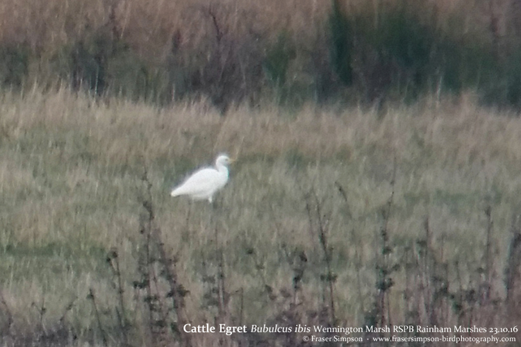Cattle Egret (Bubulcus ibis), Wennington Marsh, RSPB Rainham Marshes, 23 October 2016  Fraser Simpson    www.fssbirding.org.uk