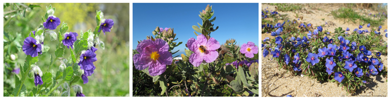 Solanum herculeum, Grey-leaved Cistus, Shrubby Pimpernel  Fraser Simpson