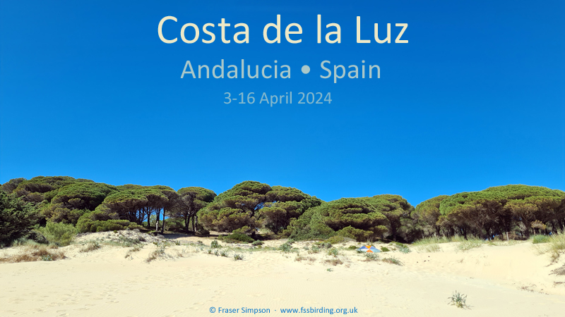 New trip report from southwest Spain, 3-16 April 2024