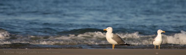 Yellow-legged Gulls  2008 Fraser Simpson
