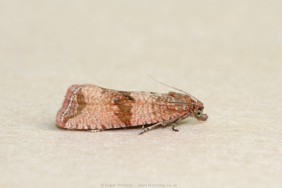 Barred Marble (Celypha striana)  Fraser Simpson