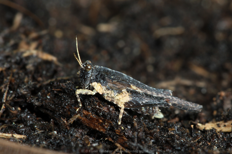 Cepero's Groundhopper (Tetrix ceperoi) © Fraser Simpson