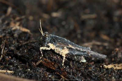 Cepero's Groundhopper (Tetrix ceperoi)  Fraser Simpson