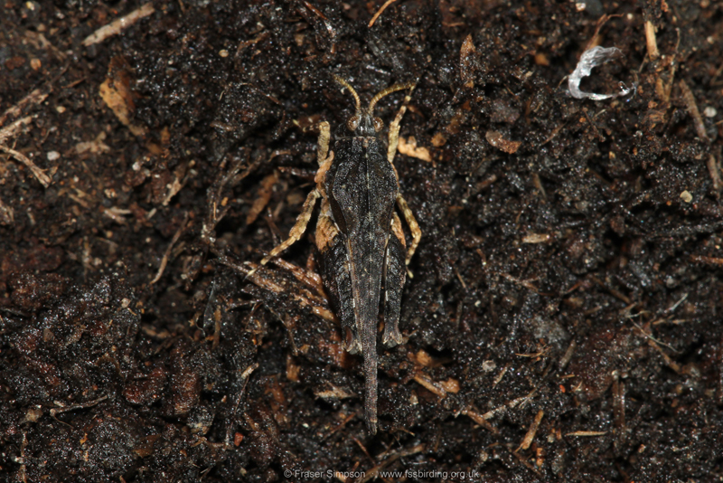 Cepero's Groundhopper (Tetrix ceperoi) © Fraser Simpson