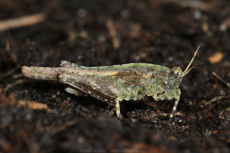 Cepero's Groundhopper (Tetrix ceperoi) © Fraser Simpson