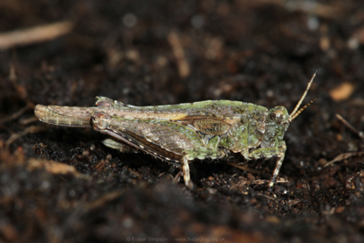 Cepero's Groundhopper (Tetrix ceperoi)  Fraser Simpson