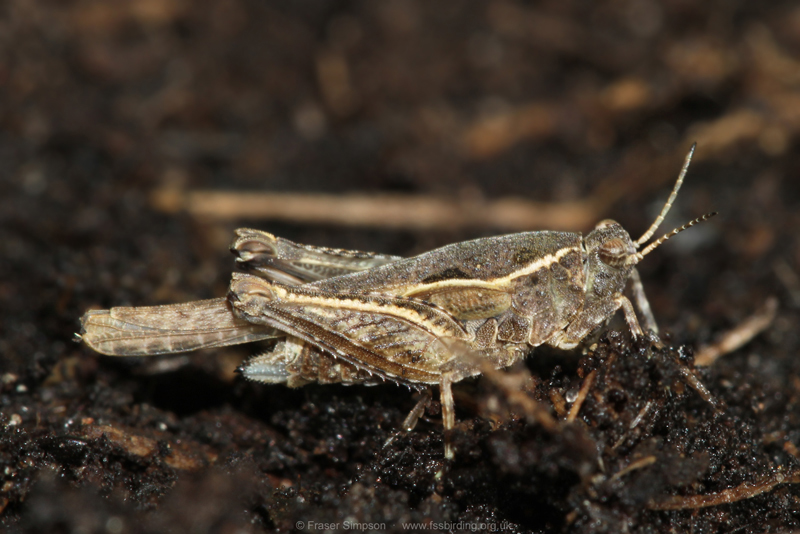 Cepero's Groundhopper (Tetrix ceperoi) © Fraser Simpson